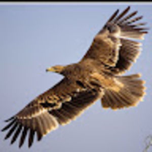 Meet your Posher, Nelia